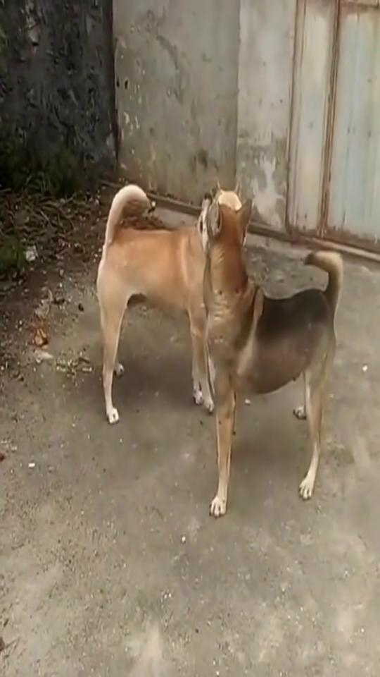 猫狗打架视频,一场宠物间的热血对决