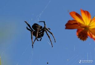 大蜘蛛视频,探寻神秘生物的奥秘与传奇