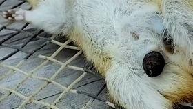 狗狗挤寄生虫视频,揭秘宠物健康护理的日常挑战