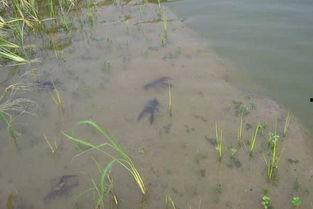 稻虾养殖视频,视频揭秘高效生态养殖新模式