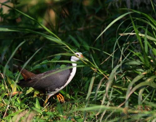 夜抓白面水鸡视频,揭秘白面水鸡夜捕秘技