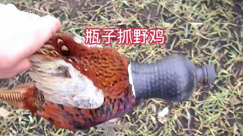 野鸡网站视频在线,揭秘网络陷阱与虚假信息