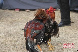 斗鸡王大赛视频,激战正酣,谁将问鼎巅峰?