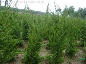 龙柏嫁接视频,视频详解嫁接过程与技巧