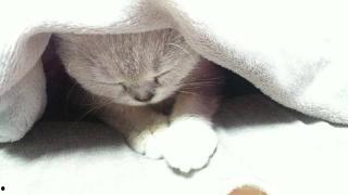 小猫视频播放,小猫视频播放集锦